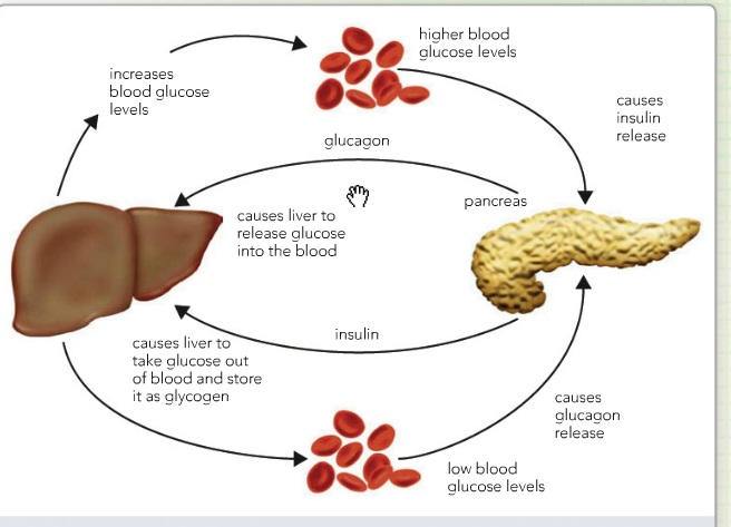 #102 Control of blood glucose content